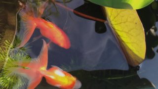パートナーと幸せになるコツ