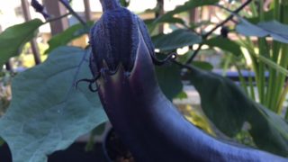 ナスを待つ
