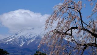 青森へ行くかプロゼミをとるか